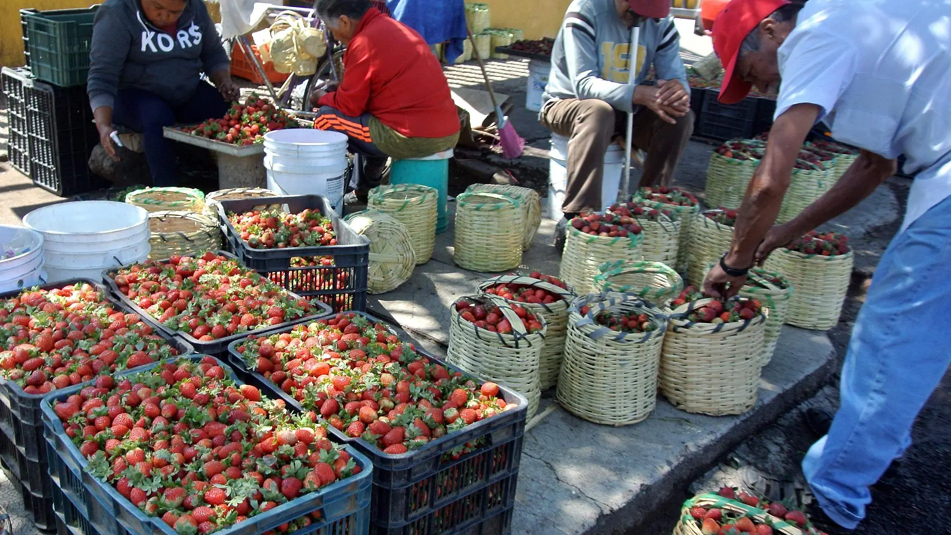 FRESAS JESUS GTZ EL SOL DE IRAPUATO (2)